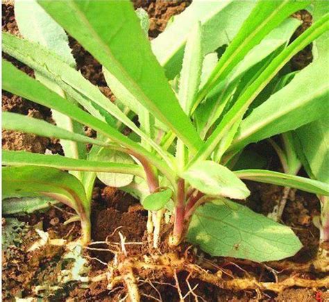 又到了吃野菜的季节啦，这10种野菜你认识吗？美味健康又营养 每日头条