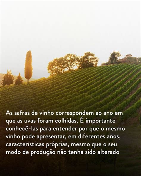 Entenda As Safras De Vinho Safra Vinho Uvas