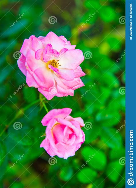 Light pink rose in garden stock photo. Image of detail - 263790856