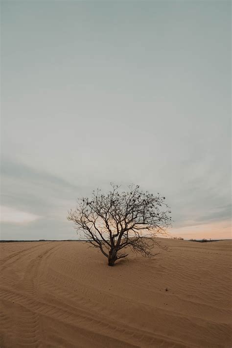 Tree Desert Sand Dry Lonely HD Phone Wallpaper Peakpx