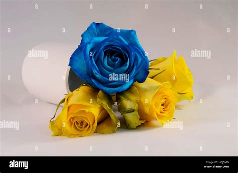 Close up of Blue rose and yellow roses flowers Stock Photo - Alamy