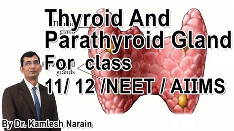 Thyroid And Parathyroid Gland Part 1 For Class 11 12 Neet Aiims By Dr Kamlesh Narain