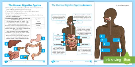 Free Digestive System Cut And Stick Activity Primary Resources