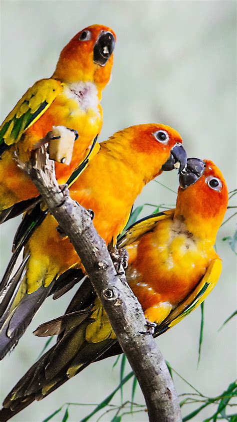 Parrot Bird Yellow Lovebird Hd Phone Wallpaper Peakpx