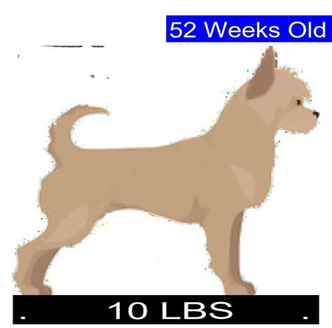 Chorkie Growth Chart. Chorkie Weight Calculator.