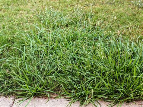 How To Get Rid Of Crabgrass A Step By Step Guide Readers Digest