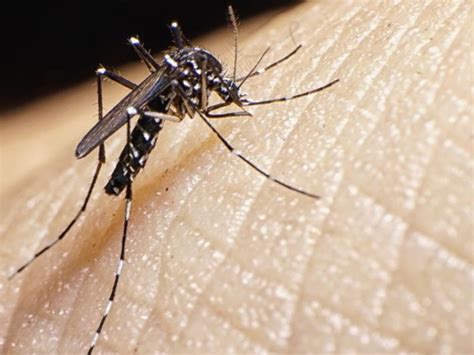 Confirman 20 Casos De Dengue Un Deceso Y 15 Sospechosos