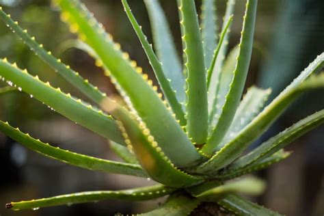 How To Fix An Overwatered Aloe Plant Tips To Save