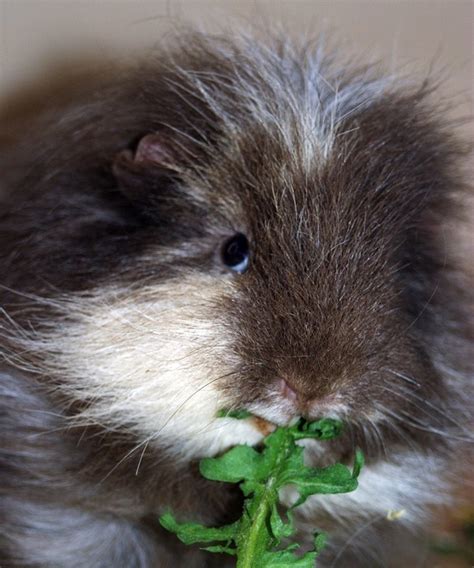 Schweizer Teddy Meerschweinchen Ch Teddy Meerschwein Sein