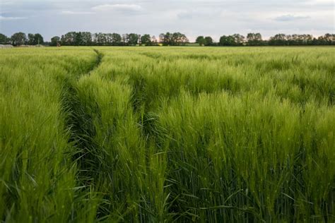 Maizal Campo Verde Agricultura Naturaleza Grano Cereales Verano