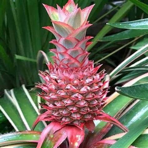 Discover The Vibrant Taste Of Pineapple Red Delights | Sweet Sensations ...