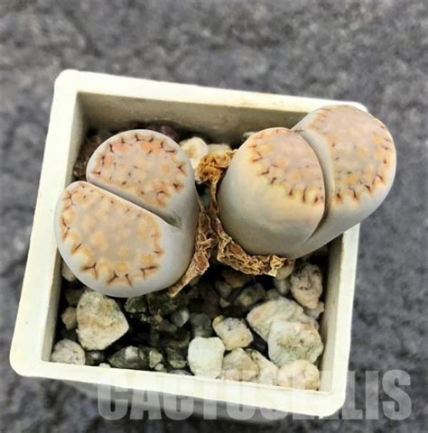 SHPR10325 Lithops julii ssp fulleri v rouxii C215 Кактус онлайн