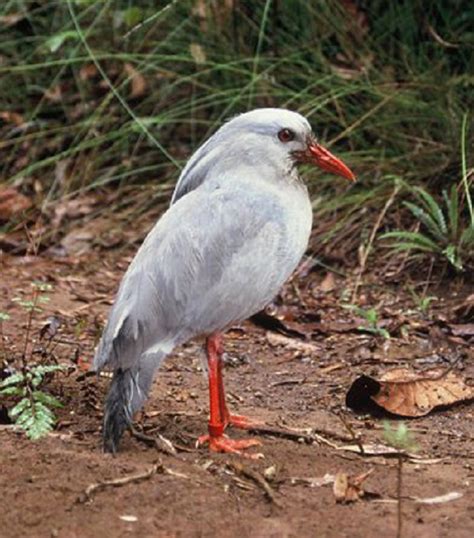 The Top 10 Largest Flightless Birds From Around The World