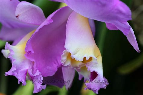 Chicago Botanic Orchid Show | Orchid show, Beautiful orchids, Chicago ...