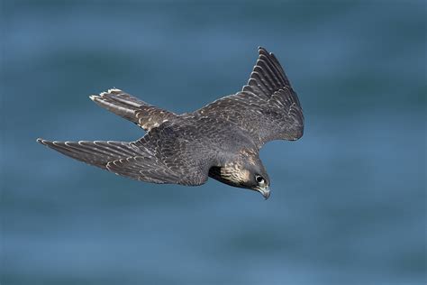 Falcon Bird Flying