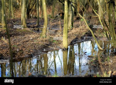 Reflection Of Tree Trunks In Water At Forest Stock Photo Alamy