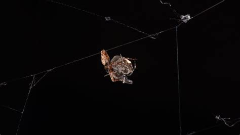 These Male Spiders Evolved A Post Sex Catapult To Escape Cannibalistic