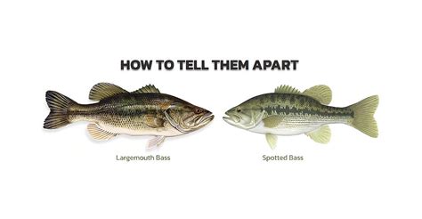 How To Spot The Difference Between Spotted Bass And Largemouth Bass Rip Lips Tips