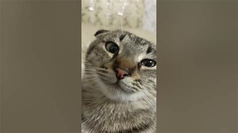 кот в шоке - YouTube