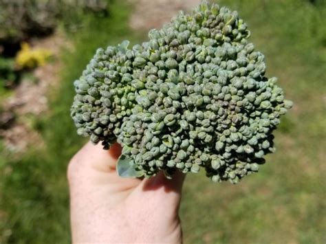 Broccoli Calabrese Plants 6 Pack Garden Hoard Certified Organic