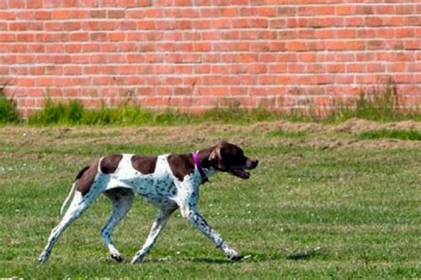 Las mejores razas españolas de perros de caza Blog Caza Chiruca