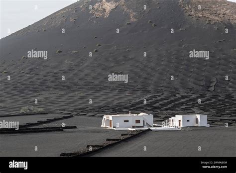 Wine Growing In Volcanic Ash Pits Protected By Dry Stone Walls Yaiza