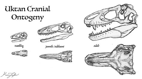 Uktan Cranial Ontogeny By Illustratedmenagerie On Deviantart