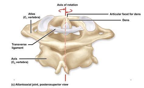 Pivot Joint Neck