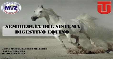 Semiologia del sistema digestivo en equinos Mvz UT 2012-B - [Download PDF] 