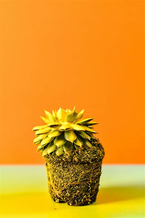 A Plant in Pot Soil Painted in Yellow · Free Stock Photo