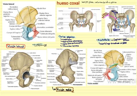 Tuberculo Iliaco - Anatomía De La Superficie Del Tubérculo Ilíaco