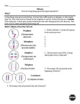 Mitosis Pogil By Tara Litvin Tpt