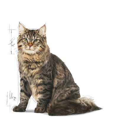 Urinary Care | Royal Canin Indonesia