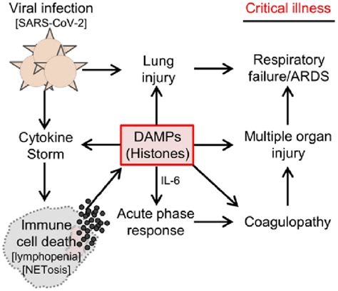 Diagram depicting how circulating histones play a central pathological ... 