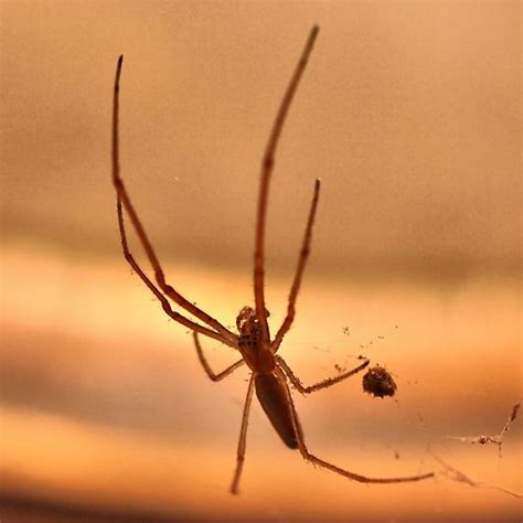 Long Jawed Orb Weaver Tetragnatha BugGuide Net