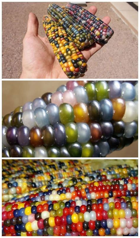 Zea mays 'Glass Gem' (?) a.k.a. glass gem corn. Hybrid of several ...