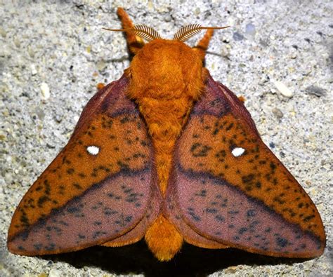 Saturniid Moths Identification Life Cycle Facts And Pictures