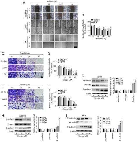 Emodin Exerts Antitumor Effects In Ovarian Cancer Cell Lines By