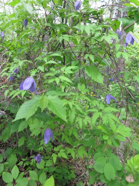 Purple Clematis Awes Agroforestry And Woodlot Extension Society Of