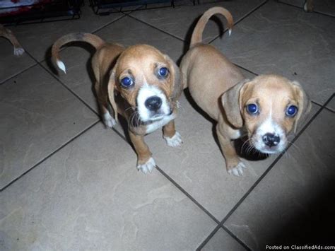 Beagle Boxer Mix Puppy Pictures