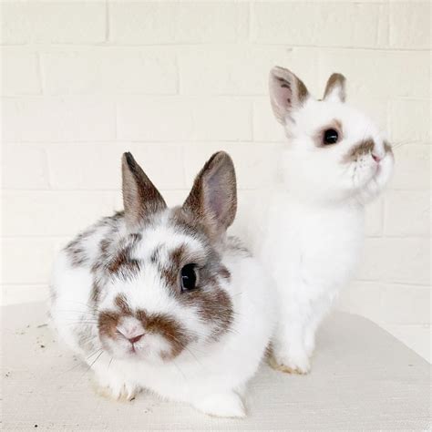dwarf rabbit breeds