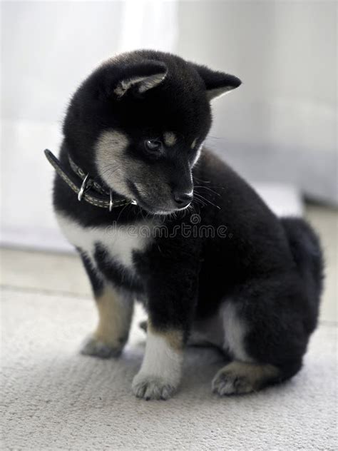 Black And Tan Shiba Inu Puppy Stock Image Image Of Shiba Loyal