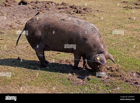 A Very Large Pig Digging In The Mud With Its Nose Stock Photo Alamy