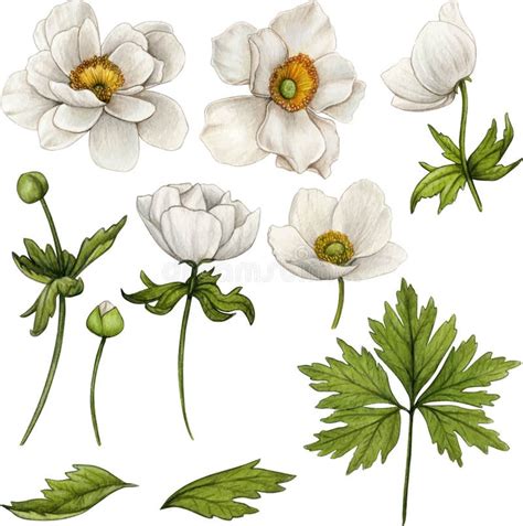 Watercolor Hand Drawn Anemone Flowers Stock Illustration Illustration