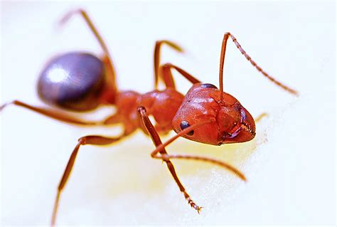 Crazy Ants - Types, Facts, and How to Identify | Crazy Ants Control | Holder's Pest Solutions