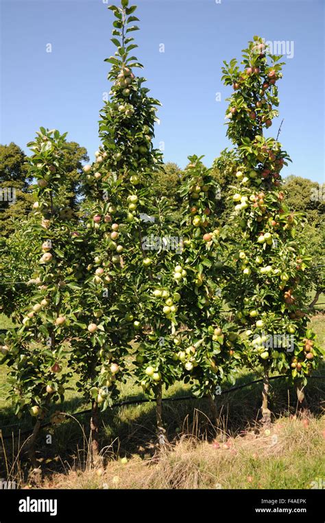 Columnar apple tree Stock Photo - Alamy