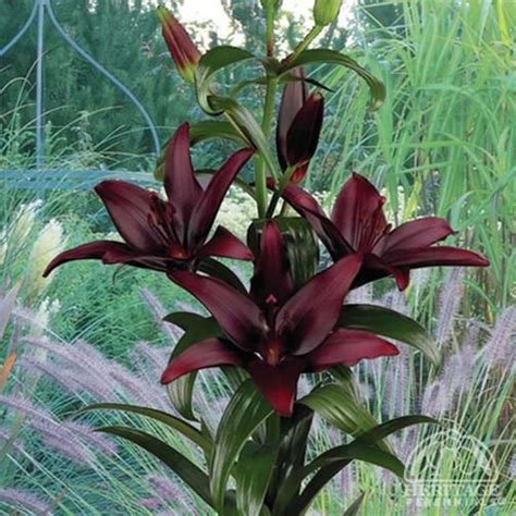 Lilium ‘Landini’