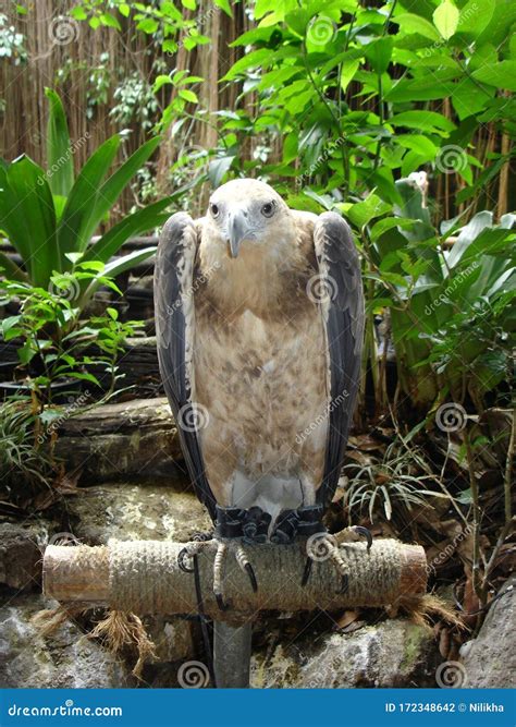 The Philippine Eagle In Ark Avilon Stock Photo Image Of Bird Exotic