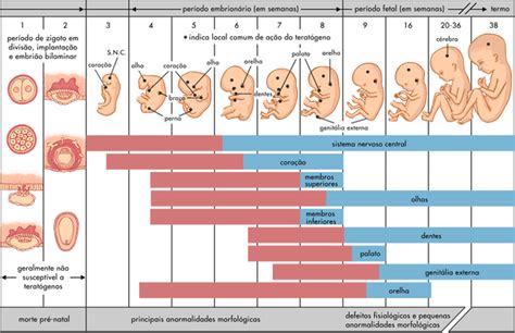 Desenvolvimento Embrionário Mind Map