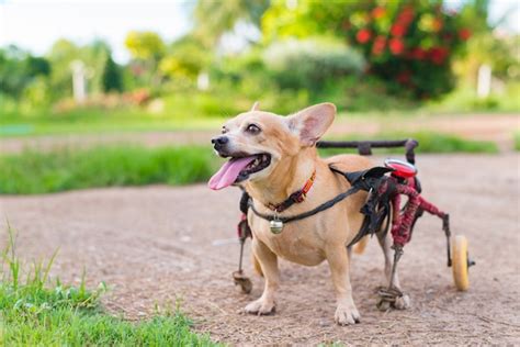 Lindo Perrito En Silla De Ruedas O Carro Caminando Foto Premium